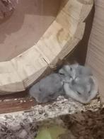 Russische hamsters, Dieren en Toebehoren, Knaagdieren, Hamster, Meerdere dieren, Tam, Oktober
