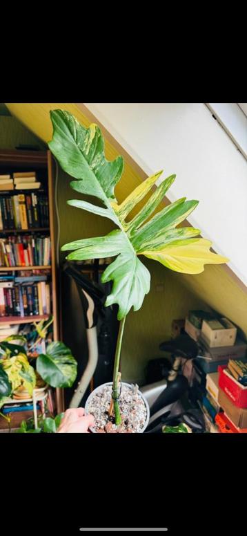 Philodendron florida beauty x mayoi  beschikbaar voor biedingen