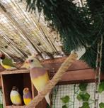 Gouldamandine koppel, Dieren en Toebehoren, Vogels | Overige Vogels, Meerdere dieren, Tropenvogel