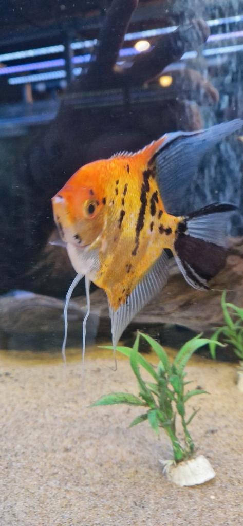 XL Red  devil maanvis, Dieren en Toebehoren, Vissen | Aquariumvissen, Vis