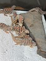 Uromastyx ornata cb 2025, Dieren en Toebehoren, Hagedis, 0 tot 2 jaar