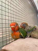 TAMME AGAPORNIS FISHERI €40, Dieren en Toebehoren, Vogels | Parkieten en Papegaaien, Meerdere dieren, Dwergpapegaai of Agapornis
