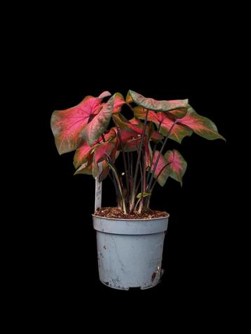 Caladium Bloody Red