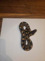 Ball python#python regius#gravel, Dieren en Toebehoren, Reptielen en Amfibieën