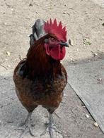 Bleu de Landes haan, Dieren en Toebehoren, Pluimvee, Mannelijk, Kip