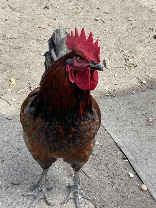 Bleu de Landes haan, Dieren en Toebehoren, Pluimvee, Kip, Mannelijk