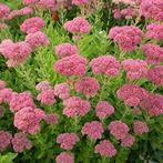 Plante vivace SEDUM ORPIN rose, Jardin & Terrasse, Plantes | Jardin, Autres espèces, Automne, Plein soleil, Enlèvement