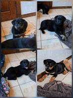 Black and tan en zwarte Labrottie pups op boerderij, België, CDV (hondenziekte), 8 tot 15 weken, Meerdere
