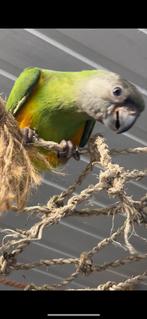 Perroquets youyou du Senegal apprivoisé sexés, Animaux & Accessoires, Oiseaux | Perruches & Perroquets, Mâle