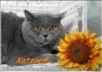 Brits korthaar kittens groeien op in onze living, Dieren en Toebehoren, Katten en Kittens | Raskatten | Korthaar, Meerdere dieren