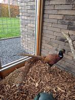 bosfazant, Dieren en Toebehoren, Pluimvee, Overige soorten