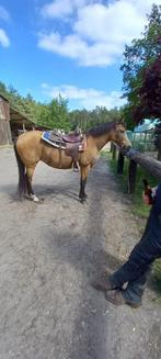 Lieve 17 jarige merrie met bemerking, Dieren en Toebehoren, Pony's, Merrie, Zadelmak, E pony (1.48m - 1.57m), 11 jaar of ouder