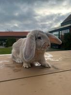 Franse hangoor ram beige, Dieren en Toebehoren, Hangoor