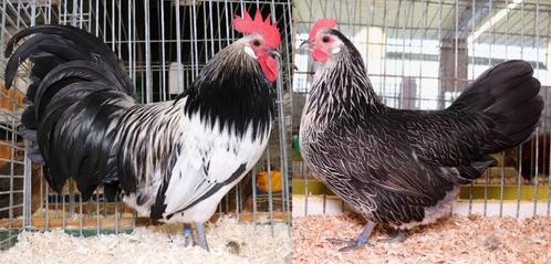 Bassette in (blauw)zilverkwartel, Dieren en Toebehoren, Pluimvee, Kip, Meerdere dieren