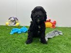 Cockapoo pups, België, CDV (hondenziekte), 8 tot 15 weken, Meerdere
