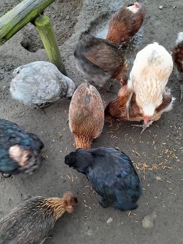 Broedeieren araucana bolstaart beschikbaar voor biedingen