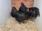 Zwarte australorp hanen en hennen, Dieren en Toebehoren, Pluimvee
