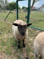 Rammen (febr 2025), Dieren en Toebehoren, Mannelijk, Schaap, 0 tot 2 jaar