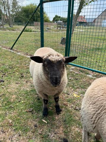 Rammen (febr 2025)