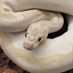 Clown Lesser Fire Reproducteur, Serpent, Domestique, 3 à 6 ans