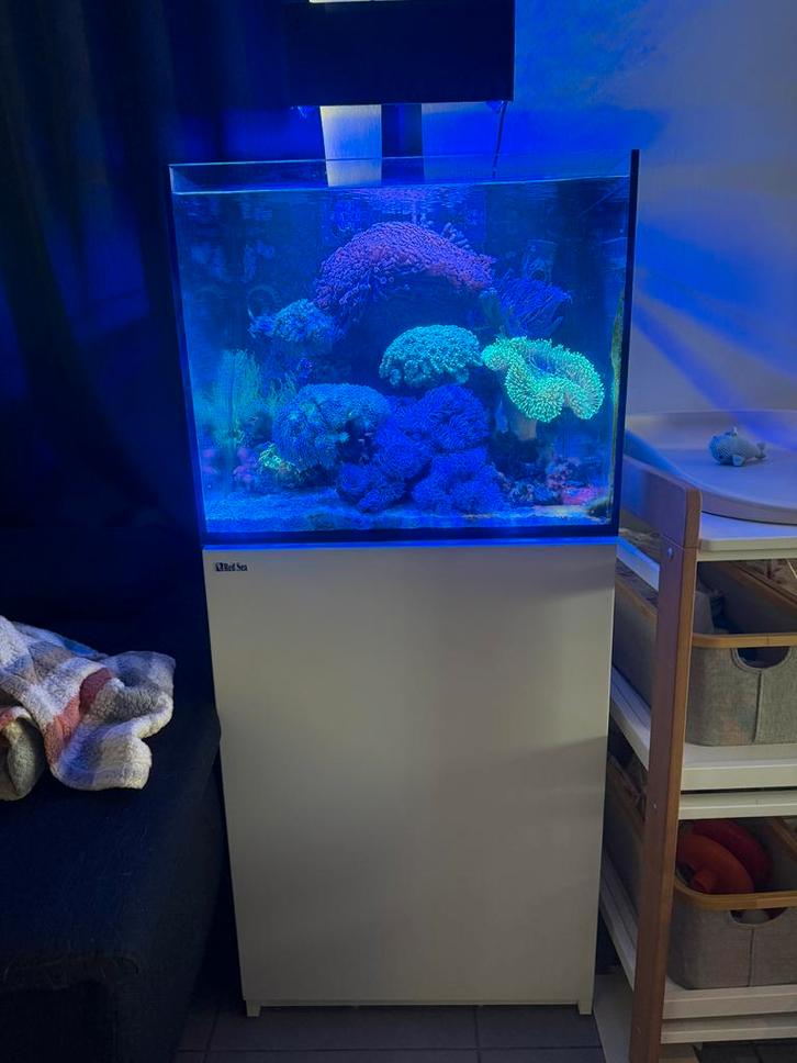 Volledige Red Sea 170L te koop, Animaux & Accessoires, Poissons | Aquariums & Accessoires, Utilisé, Aquarium d'eau de mer rempli