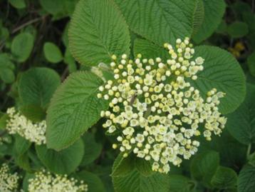 Viburnum lantana - Wollige sneeuwbal (heester) beschikbaar voor biedingen
