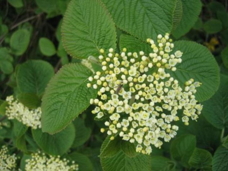 Viburnum lantana - Wollige sneeuwbal (heester), Tuin en Terras, Planten | Struiken en Hagen, Struik, Ophalen