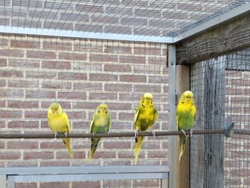 Jonge Engelse grasparkieten beschikbaar voor biedingen