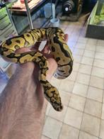 Python regius clown spotnose male de 2023, Dieren en Toebehoren