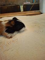 Cavia zeugje, Cavia, Vrouwelijk, Tam, Oktober