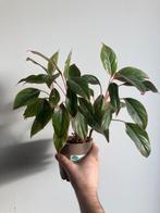 aglaonema light star, Ophalen, In pot