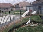 Witte pauwen, Meerdere dieren, Overige soorten