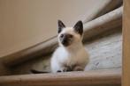 Siamese thai kittens, Animaux & Accessoires, Chats & Chatons | Chats de race | Poil ras, Vermifugé, Plusieurs animaux, 0 à 2 ans