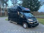 Paardencamionette Peugeot Boxer Horse Truck, 2-paards trailer, Gebruikt, Ophalen of Verzenden