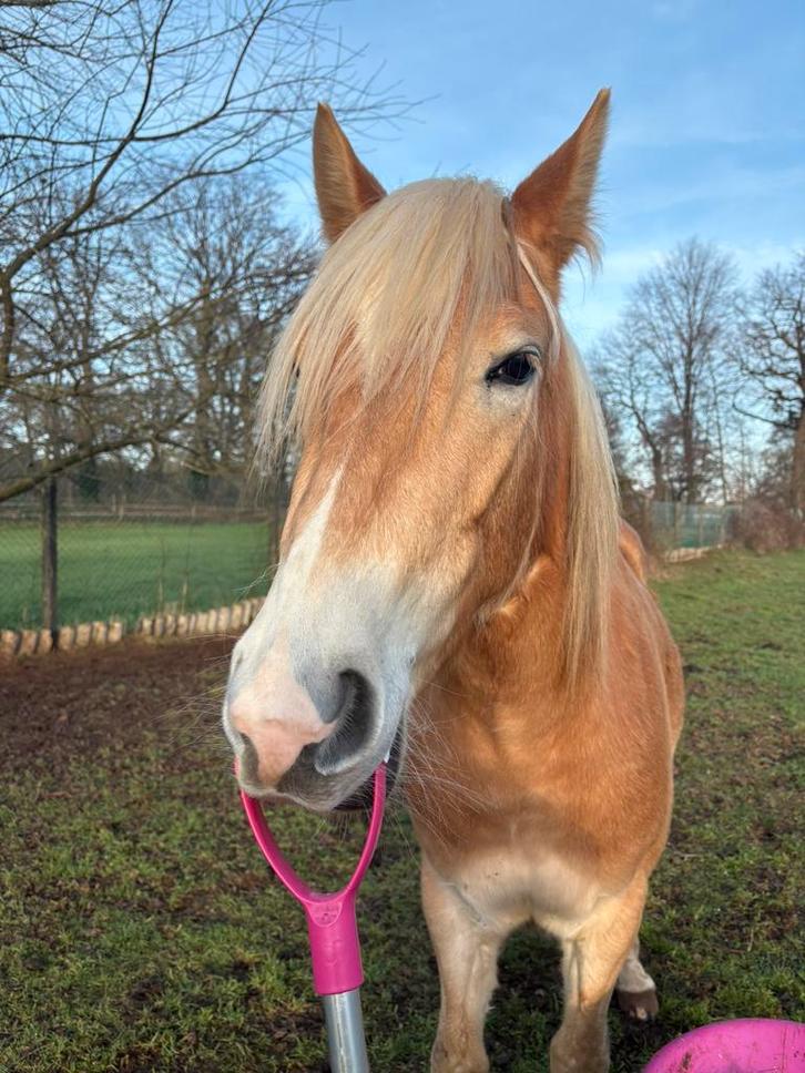 Gezocht: hulp/begeleiding bij grondwerk Haflinger, Diensten en Vakmensen, Dieren | Paarden | Verzorging, Oppas en Dressuur, Gedragstraining