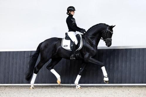 Drachtige fokmerrie (Franklin x San Remo), Dieren en Toebehoren, Paarden, Merrie, Niet van toepassing, 165 tot 170 cm, 7 tot 10 jaar