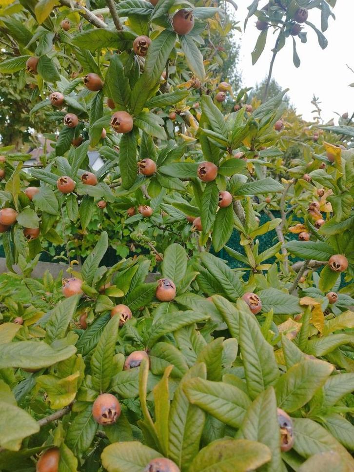 mispel vruchten te koop uit eigen tuin 2€kg, Diversen, Levensmiddelen, Ophalen