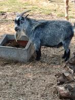 Grijze dekbok, Dieren en Toebehoren, Schapen, Geiten en Varkens, Mannelijk, Geit, 3 tot 5 jaar