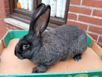 konijn vlaamse reus, Dieren en Toebehoren, Vrouwelijk, Groot
