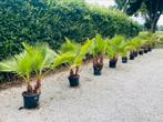 🏝️Washingtonia Robusta Multi-Trunks (3 tot 7) — LEVERING 🚛, Ophalen of Verzenden