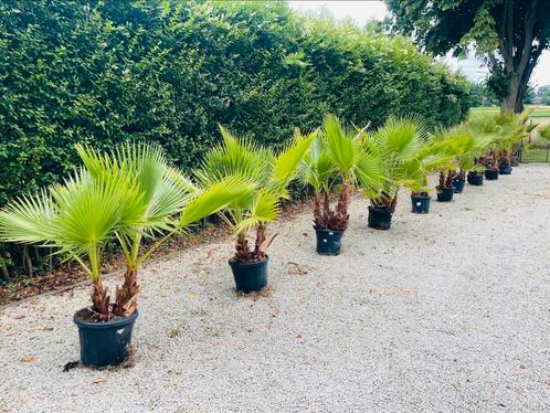 🏝️Washingtonia Robusta Multi-Trunks (3 tot 7) — LEVERING 🚛, Tuin en Terras, Planten | Bomen, Ophalen of Verzenden