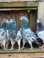 Teddy’s sakhi Hoogvliegers, Dieren en Toebehoren, Vogels | Duiven