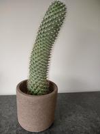 Cactus met pot, Cactus, Enlèvement