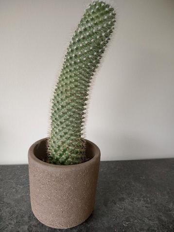 Cactus met pot