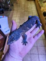 1.1 Pair Leachianus Geckos MT Koghis, Animaux & Accessoires