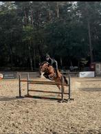 Springmerrie, drachtig van Ansingh de lis Z, Dieren en Toebehoren, Paarden, Merrie, Springpaard, Met stamboom, Niet van toepassing