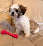 Shih Tzu pups, Dieren en Toebehoren, België, Overige rassen, CDV (hondenziekte), 8 tot 15 weken