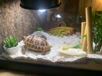 Landschildpad breedband met terrarium, Ophalen, Gebruikt