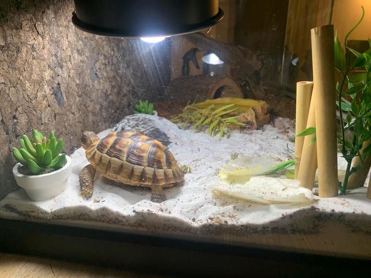 Landschildpad breedband met terrarium, Dieren en Toebehoren, Reptielen en Amfibieën | Toebehoren, Gebruikt, Ophalen