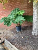 Gunnera manicata, Tuin en Terras, Planten | Tuinplanten, Ophalen, Vaste plant, Overige soorten, Halfschaduw